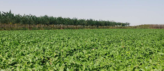 河北西張農業科技 打造現代苗木種植基地與專業農技咨詢服務